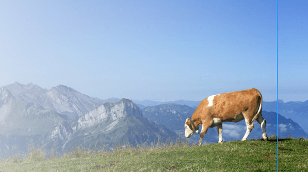 State Animal Welfare Board, Assam