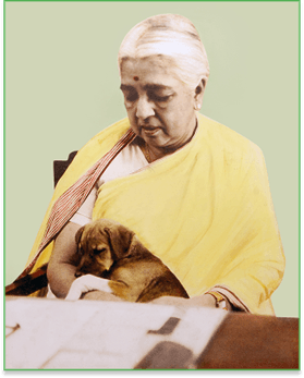 State Animal Welfare Board, Assam