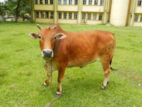 State Animal Welfare Board, Assam